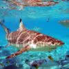 Adesivos Decorativos para parede ou fundo de piscinas