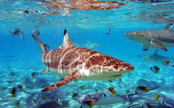 Adesivos Decorativos para parede ou fundo de piscinas