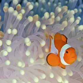 Adesivos para paredes, pisos e piscinas