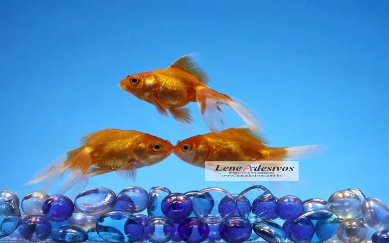 Adesivos para paredes, pisos e piscinas