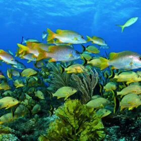 Adesivos para paredes, pisos e piscinas