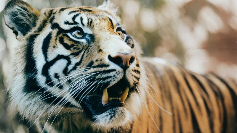 Adesivo Janela - Tigre - Adesivos de Box, Parede, Decoração em Geral